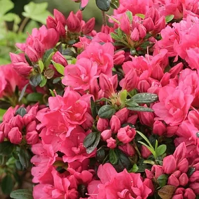 Азалия  Азалия в Вологде