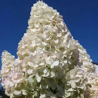 Гортензия ПОЛАР БИР метельчатая в Вологде