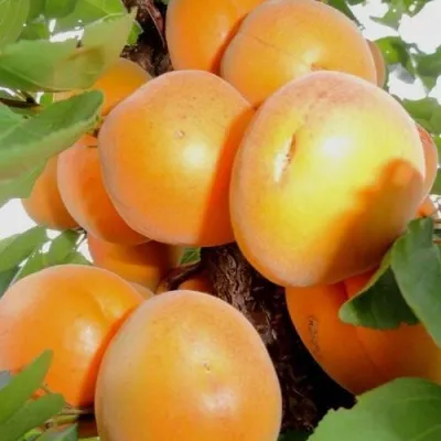 Абрикос ДЕСЕРТНЫЙ — описание сорта Абрикос ДЕСЕРТНЫЙ в Вологде