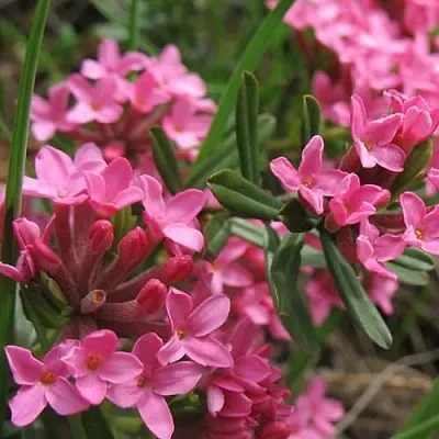Волчеягодник  Волчеягодник в Вологде