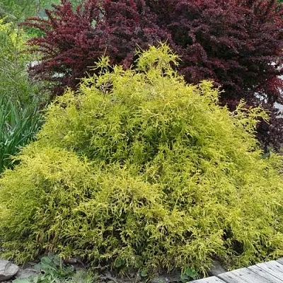 Кипарисовик ГОЛДЕН МОП горохоплодный  Кипарисовик ГОЛДЕН МОП горохоплодный в Вологде