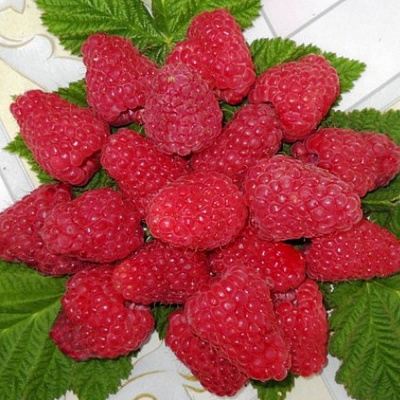 Сладкая в Вологде