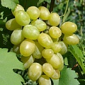 Виноград в Вологде