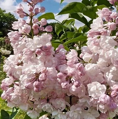 Сирень КРАСАВИЦА МОСКВЫ (привитая) в Вологде