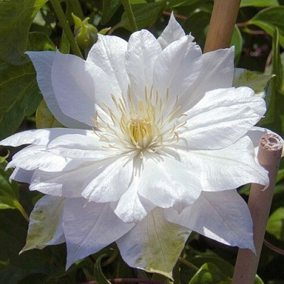 Клематис ДАЧЕСС ОФ ЭДИНБУРГ в Вологде