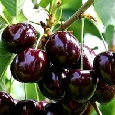 Черешня ДОНЕЦКИЙ УГОЛЁК в Вологде