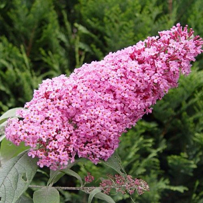 Буддлея давида ПИНК ДЕЛАЙТ в Вологде