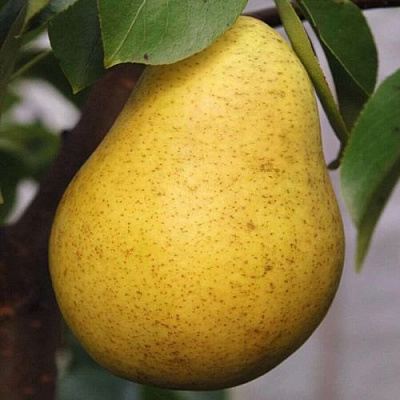 Крупная в Вологде