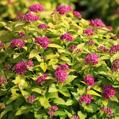 Японская в Вологде