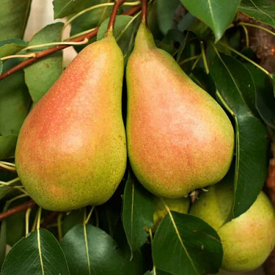 Сладкая в Вологде