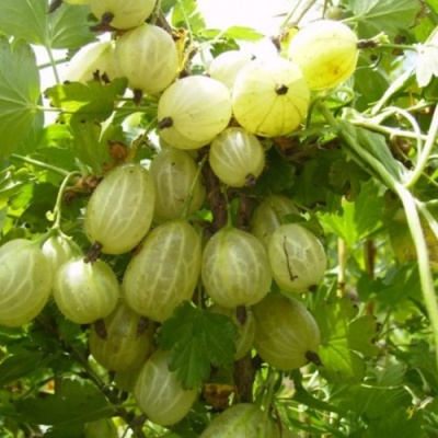 Крыжовник ИНВИКТА в Вологде