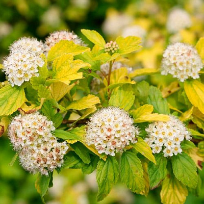 Желтый в Вологде