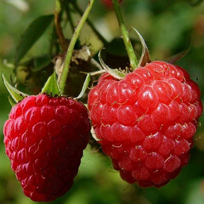 Кустовая в Вологде