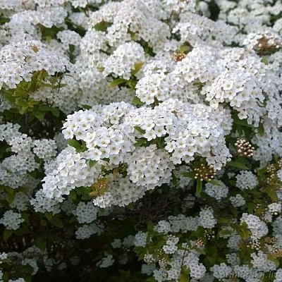 Белая в Вологде