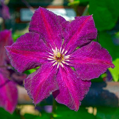 Клематис ГРЮНВАЛЬД в Вологде