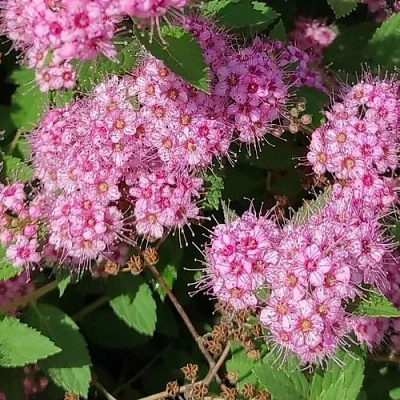 Принцесс в Вологде