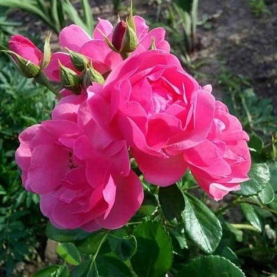 Роза АНГЕЛА флорибунда в Вологде