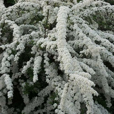 Серая в Вологде