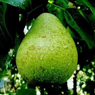 Зеленая в Вологде