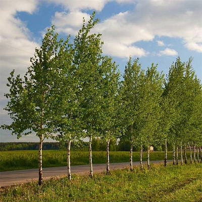 Береза обыкновенная в Вологде