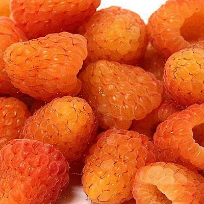 Оранжевая в Вологде