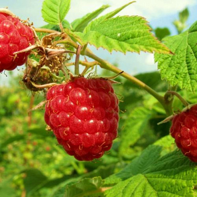 Бесшипная в Вологде