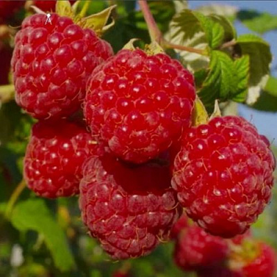 Ранняя в Вологде