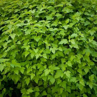 Зеленый в Вологде