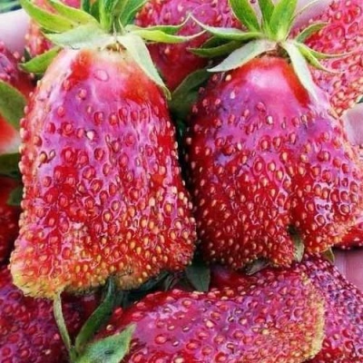 Клубника КУПЧИХА в Вологде