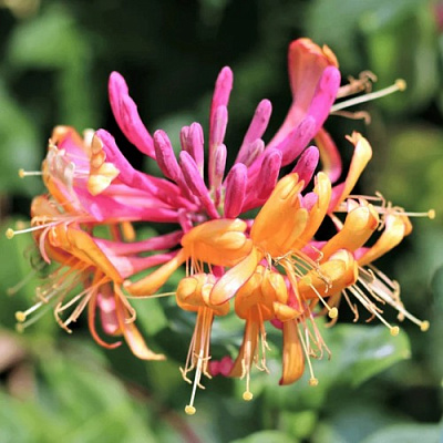 Жимолость ГЕКРОТА в Вологде