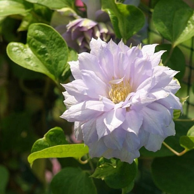 Клематис БЕЛЬ ОФ ВОРКИНГ в Вологде