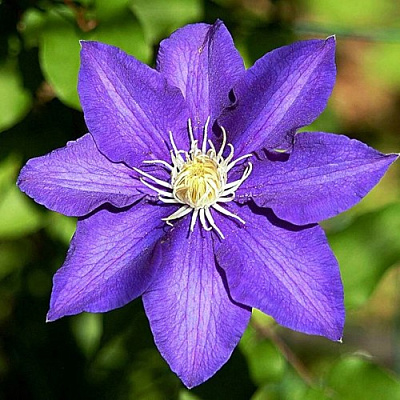 Клематис ЗЕ ПРЕЗИДЕНТ в Вологде