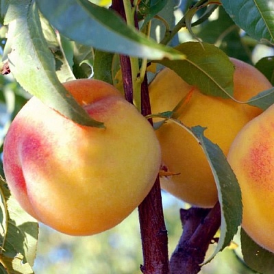Персики в Вологде