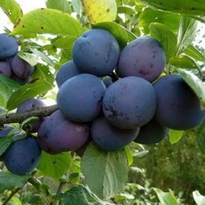 Слива КРОМАНЬ в Вологде