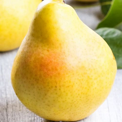 Желтая в Вологде