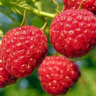 Поздняя в Вологде