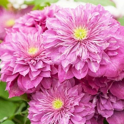 Клематис КАЙЗЕР в Вологде