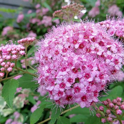 Розовая в Вологде