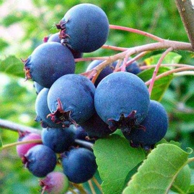 Ирга ПЕМБИНА в Вологде
