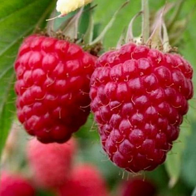 Средняя в Вологде