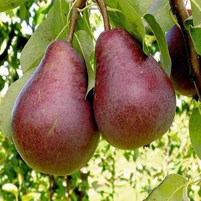 Красная в Вологде