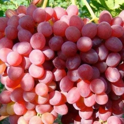 Виноград КИШМИШ КРАСНЫЙ в Вологде