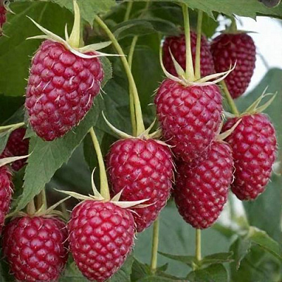 Высокая в Вологде