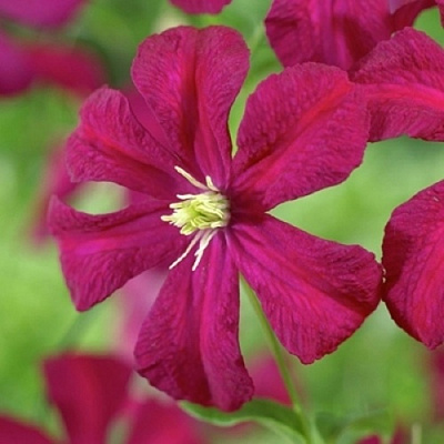 Клематис МАДАМ ДЖУЛИЯ КОРРЕВОН в Вологде