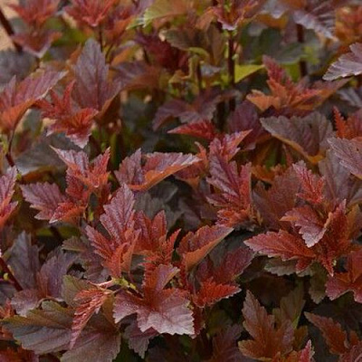 Красный в Вологде