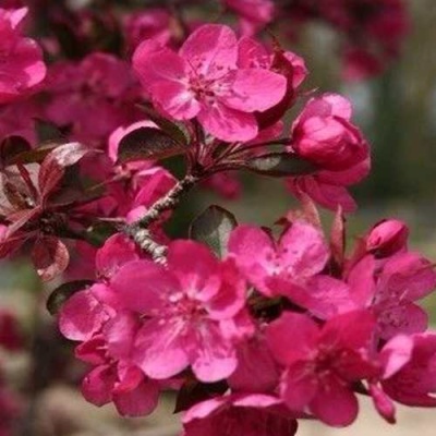 Яблоня РЕД КЕТТИ в Вологде