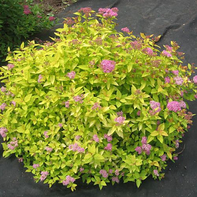 Голден в Вологде