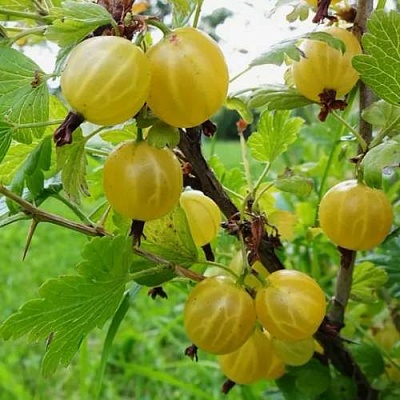 Крыжовник АЛТАЙСКИЙ в Вологде