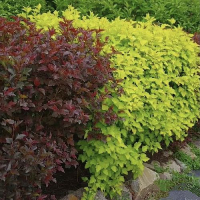 Калинолистный в Вологде