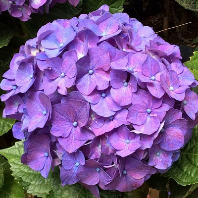 Фиолетовая в Вологде